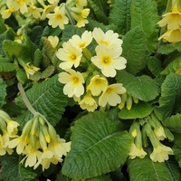 Primula elatior pseudoelatior